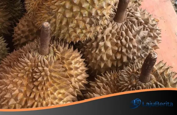 Aroma Manis Ekspor: Indonesia Guyur Pasar China dengan 459 Ton Durian Asal Sulawesi Tengah