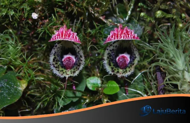 Menyingkap Rahasia Rimba: BRIN Dokumentasikan 10 Rekaman Baru Spesies Anggrek di Seluruh Indonesia