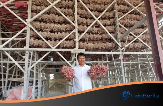 Menenun Ketahanan Pangan dari Hulu: Strategi LajuBerita Mengawal Stabilitas Harga Melalui Tangan Petani