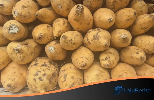 Revolusi Emas Manis: Sumedang Pacu Produksi Ubi Cilembu Lewat Teknologi Kultur Jaringan