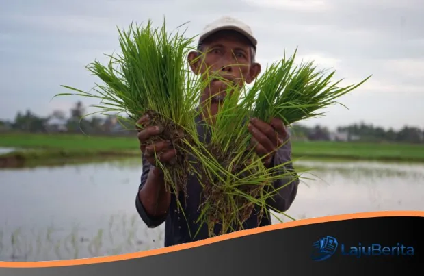 Strategi Jitu Mengatasi Kelangkaan: Membedah Program Mandiri Benih Menuju Kedaulatan Pangan 2025