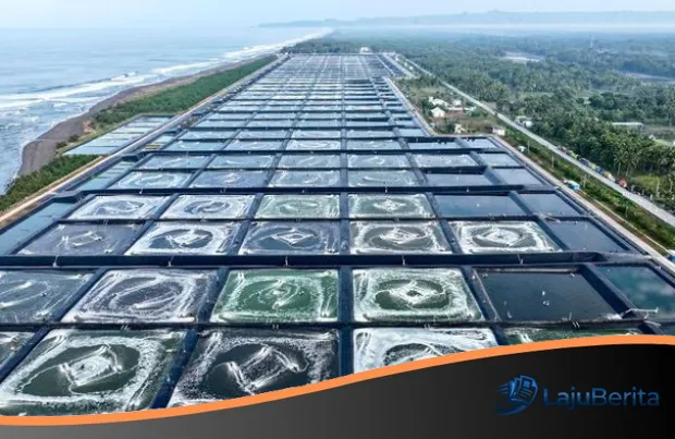 Menerjang Pasar Global: 80 Ton Udang Berkualitas Super dari Kebumen Siap Taklukkan Meja Makan Amerika Serikat