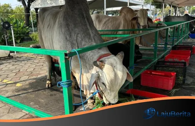 Dilema Pajak Saat Idul Adha? Inilah Penjelasan Lengkap DJP Soal Pembebasan PPN Hewan Kurban