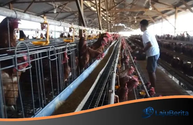 Ambisi Besar Ketahanan Pangan: Danantara Kucurkan Rp 5 Triliun demi Revolusi Hilirisasi Ayam Nasional