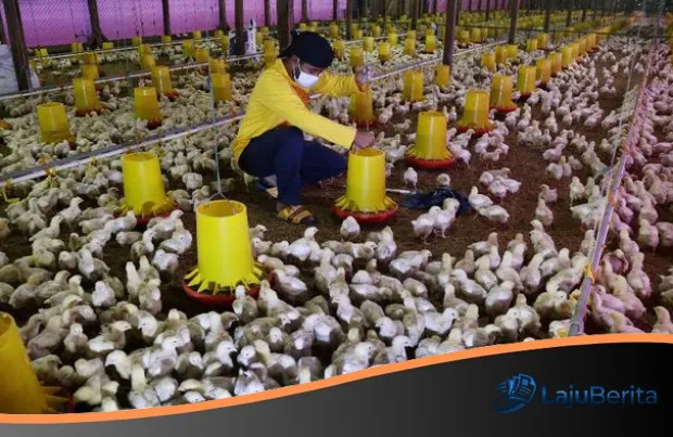 Jeritan Peternak Ayam Broiler: Harga Anjlok di Tengah Biaya Pakan yang Mencekik, Rugi Mencapai Ratusan Juta