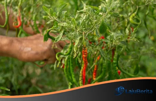 Viral Petani Gunakan Paracetamol Demi Cabai Subur: Kementan Ingatkan Risiko Residu Farmasi dan Dampak Lingkungan