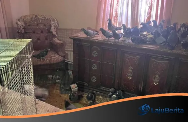 Horor di Pennsylvania: Ratusan Merpati Ditemukan Terjebak dalam Rumah ‘Hoarding’ yang Mengenaskan