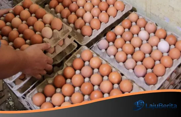 Dilema Peternak Ayam Petelur: Harga Anjlok di Tengah Melambungnya Biaya Pakan, Program MBG Jadi Harapan