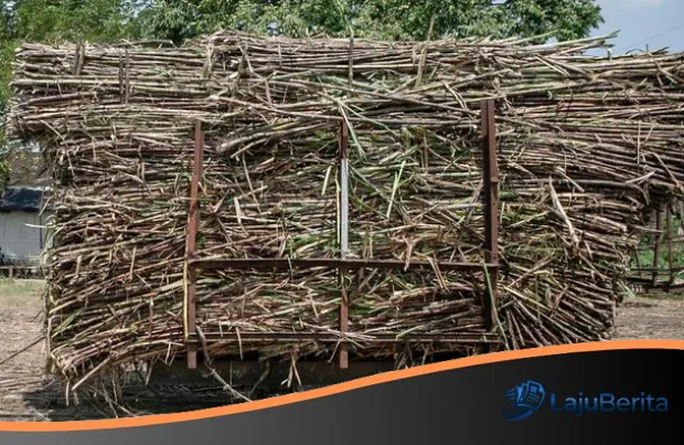 Strategi Kementan Dongkrak Emas Hijau: Kucurkan Rp 5,5 Triliun untuk Bibit Unggul Petani